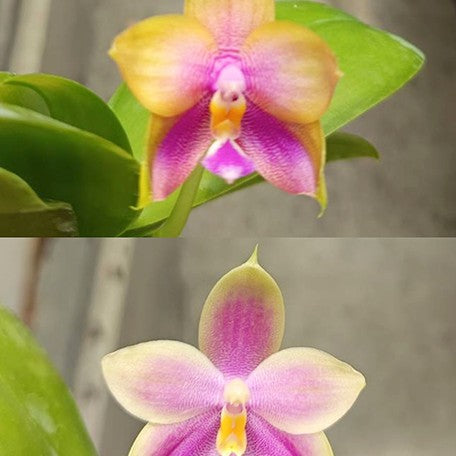 174954046289-Phal.%20Princess%20Formosa%20%C3%97%20Mituo%20Prince%20%E8%8A%B13.jpg