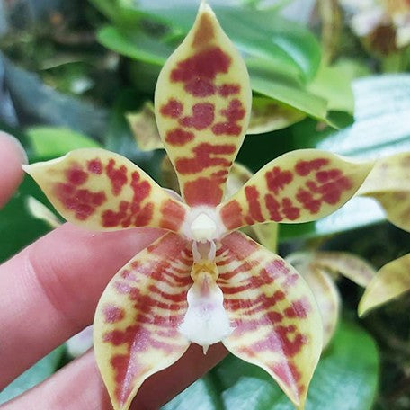 174961059876-Phal.%20Almanis%20%C3%97%20sib%20%E8%8A%B11.jpg