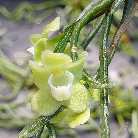 174963708381-Chiloschista%20viridiflava%20%C3%97%20sib%20%E8%8A%B12.jpg