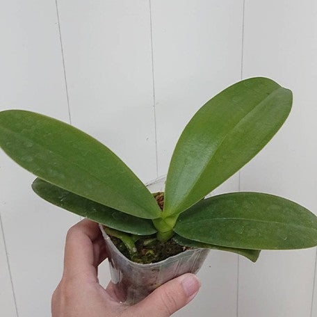 174963732653-Phal.%20Charming%20Crystal%20Water%20'1288'%20%E6%A4%8D%E6%A0%AA2.5''1.jpg
