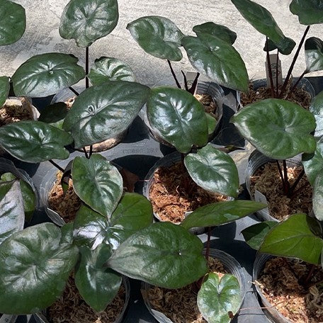 174963758348-Alocasia%20serendipity%20%E6%A4%8D%E6%A0%AA2.5''3.jpg