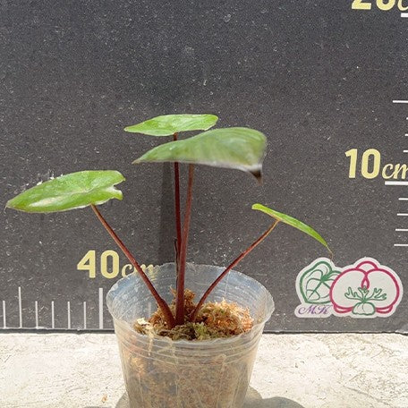 174963758361-Alocasia%20serendipity%20%E6%A4%8D%E6%A0%AA2.5''2.jpg