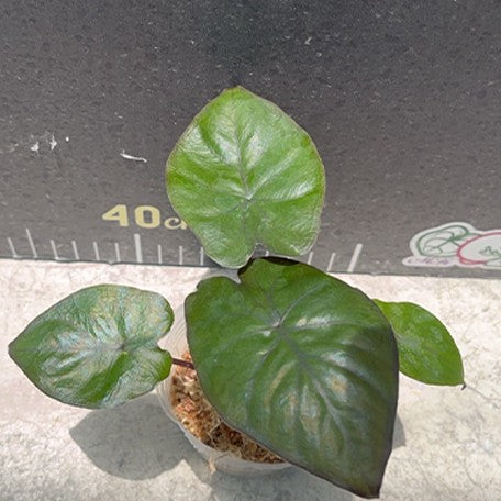 174963758363-Alocasia%20serendipity%20%E6%A4%8D%E6%A0%AA2.5''1.jpg