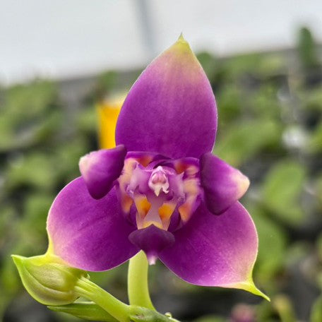 174963899949-Phal.%20violacea%20var.%20indigo%20(3-lips)%20%E8%8A%B11.jpg
