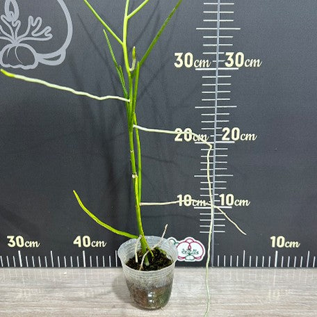 174979991917-Papilionanthe%20teres%20var.%20alba%20%E6%A4%8D%E6%A0%AA2.5''1.jpg