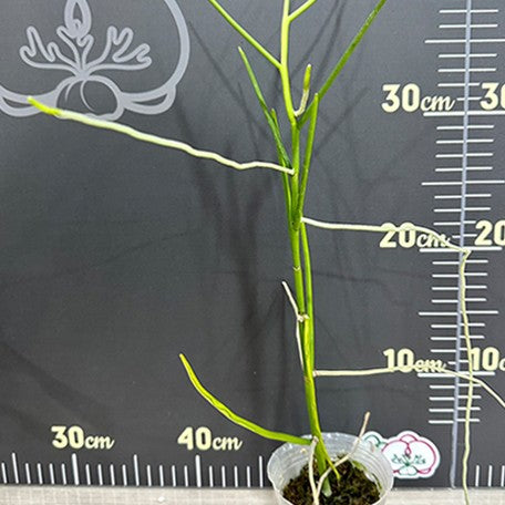 174979991948-Papilionanthe%20teres%20var.%20alba%20%E6%A4%8D%E6%A0%AA2.5''2.jpg