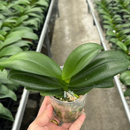 Phalaenopsis Reyoung Annie 2.5