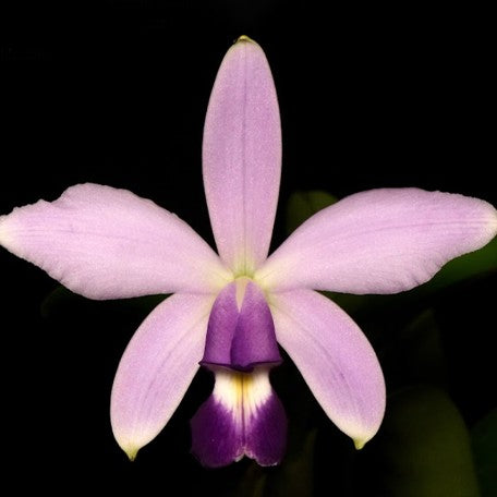 175023732547-C.%20violacea%20var.%20coerulea%20XWJ%20%C3%97%20sib%20%E8%8A%B11.jpg