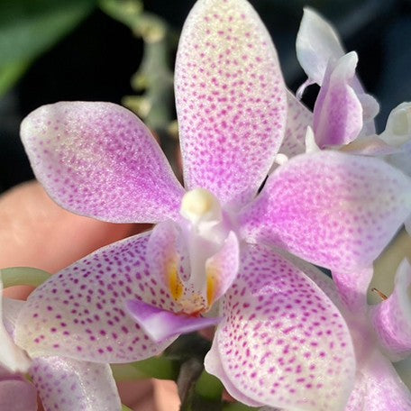 175032036637-Phal.%20gigantea%20'Jumbo%20Libra'%20%C3%97%20equestris%20%E8%8A%B12.jpg