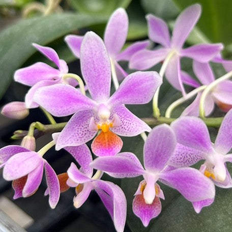 175032036676-Phal.%20gigantea%20'Jumbo%20Libra'%20%C3%97%20equestris%20%E8%8A%B14.jpg
