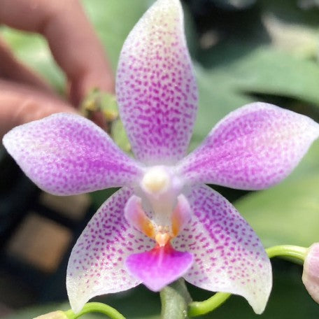 175032036696-Phal.%20gigantea%20'Jumbo%20Libra'%20%C3%97%20equestris%20%E8%8A%B13.jpg