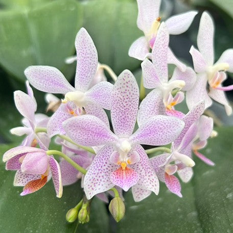 175032036697-Phal.%20gigantea%20'Jumbo%20Libra'%20%C3%97%20equestris%20%E8%8A%B15.jpg