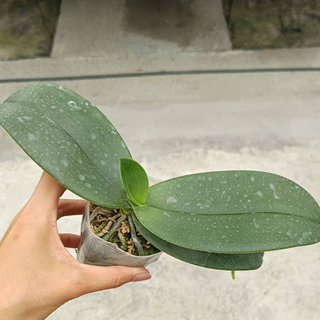 175032535551-Phal.%20gigantea%20'Jumbo%20Libra'%20%C3%97%20equestris%20%E6%A4%8D%E6%A0%AA2.5''1.jpg