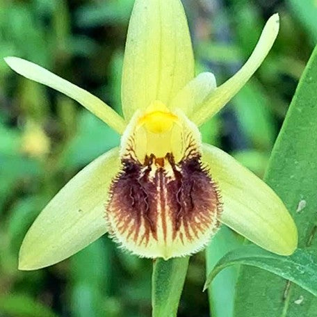 175039749312-Coelogyne%20fimbriata%20%C3%97%20sib%20%E8%8A%B11.jpg