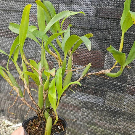 175039757036-Coelogyne%20fimbriata%20%C3%97%20sib%20%E6%A4%8D%E6%A0%AA2.5''1.jpg