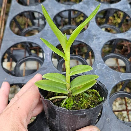 175040731669-Epi.%20calanthum%20%C3%97%20sib%202''%E6%A4%8D%E6%A0%AA1.jpg
