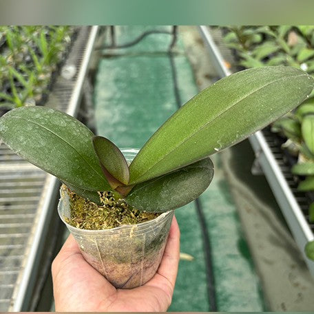 175041422512-Phal.%20Fragrant%20Hills%20'HS5384'%20%E6%A4%8D%E6%A0%AA2.5''1.jpg