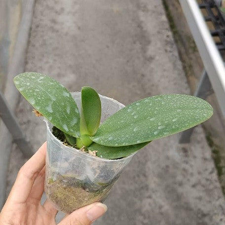 175041473813-Phal.%20Miki%20Cute%20Melody%20'495'%20%E6%A4%8D%E6%A0%AA2.5''1.jpg