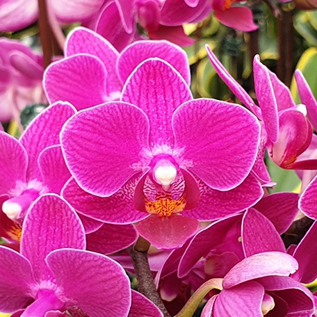 175066663996-Phal.%20Sogo%20Yenlin%20'Coffee'%20(variegata%20&%202%20eyes)%20%E8%8A%B14.jpg