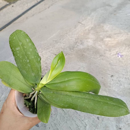 175066966733-Phal.%20speciosa%20'Iron%20Purle'%20%E6%A4%8D%E6%A0%AA2.5''1.jpg