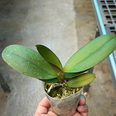 175073368663-Phal.%20Chia-Shing%20Hot%20Kiss%20'Miki'%20%E6%A4%8D%E6%A0%AA2.5''1.jpg