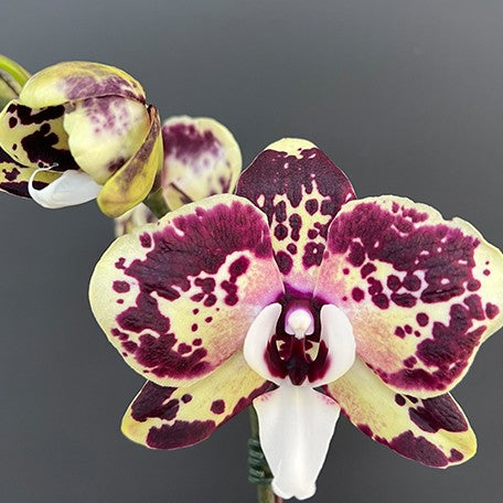 175074925089-Phal.%20Itou%20%E8%8A%B11.jpg