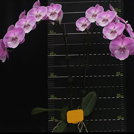 175075125441-Phal.%20Charming%20Juliet%20'1345'%20%E8%8A%B11.jpg