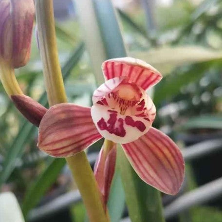 175083952673-Cym.%20Ensifolium%20'Red%20Gentleman%20Lotus'%20%E7%B4%85%E5%90%9B%E8%8D%B7%20%E8%8A%B12.jpg