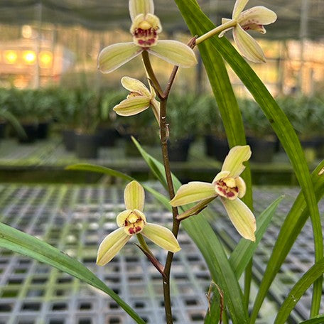 175084149325-Cym.%20Ensifolium%20'Lotus%20King'%20%E8%8D%B7%E7%8E%8B%20%E8%8A%B11.jpg
