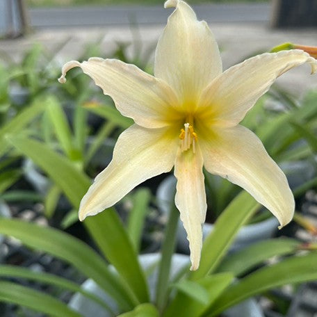 175091049264-Hippeastrum%20evansiae%20%E8%8A%B11.jpg