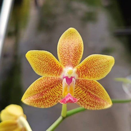 175127533724-Phal.%20tetraspis%20'Blue'%20%C3%97%20Younghome%20Lucky%20Star%20'0025'%20%E8%8A%B13.jpg