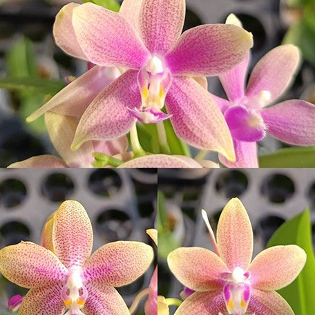 175127619934-Phal.%20Miki%20Golden%20Sand%20'1363'%20(peloric%20-%202%20eyes)%20%C3%97%20(tetrasampo%20%C3%97%20Yaphon%20Sir)%20%E8%8A%B12.jpg