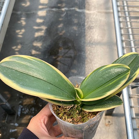 175135407687-Phal.%20Chia%20E%20Yenlin%20(variegata)%20%E6%A4%8D%E6%A0%AA2.5''.jpg