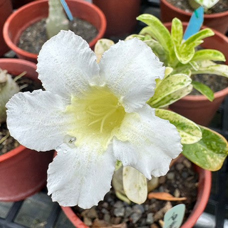 175193646645-Adenium%20obesum%20(Forssk.)%20Roem.%20&%20Schult.%20%E7%99%BD%E9%87%91%E6%BC%A2%E6%B2%99%E6%BC%A0%E7%8E%AB%E7%91%B03.jpg