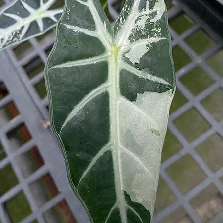 175194014330-Alocasia%20bambino%20variegated%20%E8%8A%B11.jpg