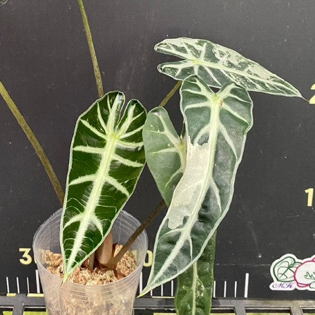 175194014381-Alocasia%20bambino%20variegated%20%E8%8A%B14.jpg
