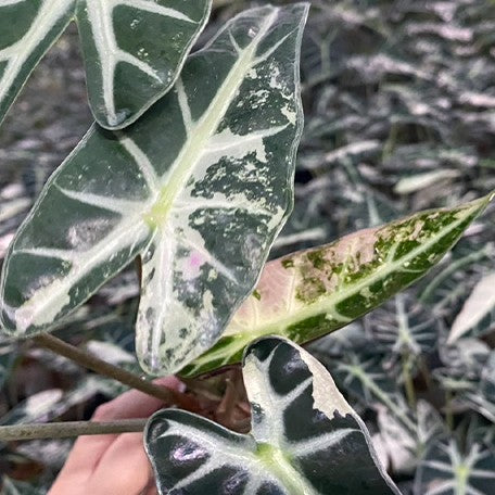 175194096548-Alocasia%20bambino%20variegated%20%E8%8A%B16.jpg