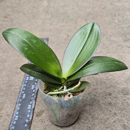 175211793775-Phal.%20OX%20Golden%20Star%20%C3%97%20QM035%20'J9148'%20%E6%A4%8D%E6%A0%AA2.5''1.jpg