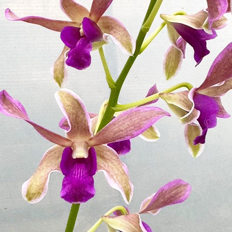 175245781124-Den.%20Burana%20Sundae%20(variegata)%20%E8%8A%B15.jpg