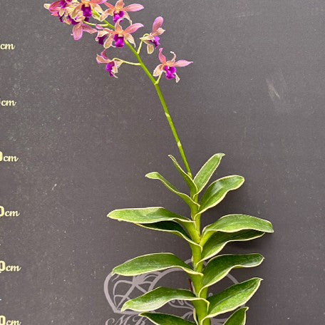 175245781164-Den.%20Burana%20Sundae%20(variegata)%20%E8%8A%B13.jpg