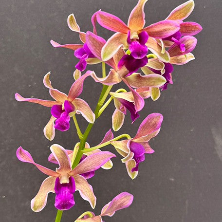 175245781190-Den.%20Burana%20Sundae%20(variegata)%20%E8%8A%B14.jpg