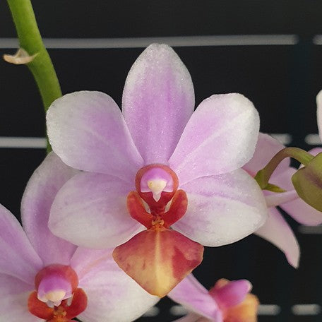 175246556034-Phal.%20Liu's%20Triprince%20'Sakura'%20%E8%8A%B11.jpg