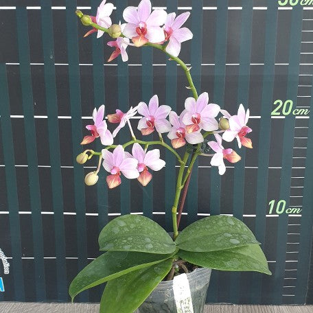 175246556043-Phal.%20Liu's%20Triprince%20'Sakura'%20%E8%8A%B12.jpg