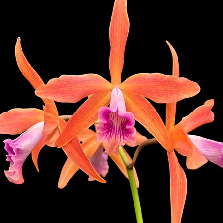 175247856323-Cattleya%20Zip%20(=tenebrosa%20%C3%97%20milleri)%20%E8%8A%B11.jpg