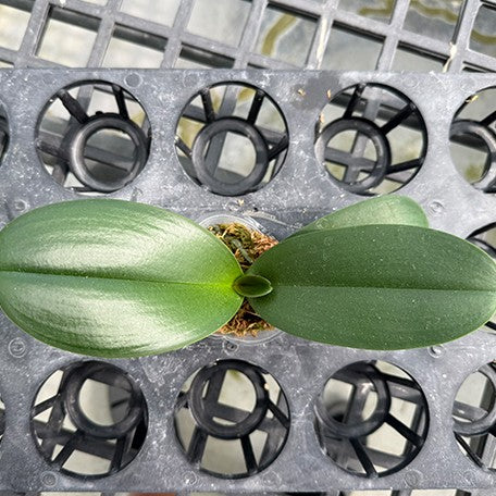 175248258260-Phal.%20Nobby's%20Spring%20Skyline%20'NBM-588'%20%E6%A4%8D%E6%A0%AA2.5''2.jpg