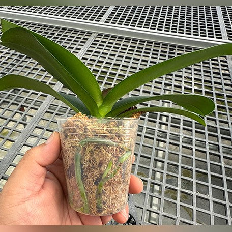 175248258266-Phal.%20Nobby's%20Spring%20Skyline%20'NBM-588'%20%E6%A4%8D%E6%A0%AA2.5''1.jpg