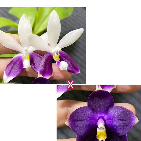 175263045531-Phal.%20tetraspis%20%C3%97%20violacea%20var.%20indigo%20%E7%9B%BE%E8%8A%B1%20%C3%97%20%E7%A1%AC%E5%9C%B0%E7%8B%97%20%E8%8A%B11.jpg