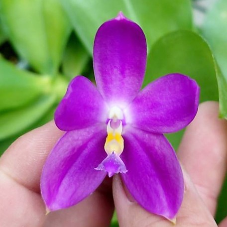 175263045589-Phal.%20tetraspis%20%C3%97%20violacea%20var.%20indigo%20%E7%9B%BE%E8%8A%B1%20%C3%97%20%E7%A1%AC%E5%9C%B0%E7%8B%97%20%E8%8A%B13.jpg