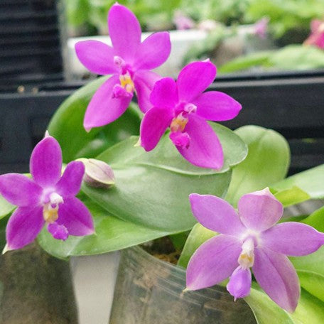 175263045596-Phal.%20tetraspis%20%C3%97%20violacea%20var.%20indigo%20%E7%9B%BE%E8%8A%B1%20%C3%97%20%E7%A1%AC%E5%9C%B0%E7%8B%97%20%E8%8A%B12.jpg
