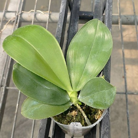 175263069132-Phal.%20tetraspis%20%C3%97%20violacea%20var.%20indigo%20%E7%9B%BE%E8%8A%B1%20%C3%97%20%E7%A1%AC%E5%9C%B0%E7%8B%97%202.5''%E6%A4%8D%E6%A0%AA1.jpg